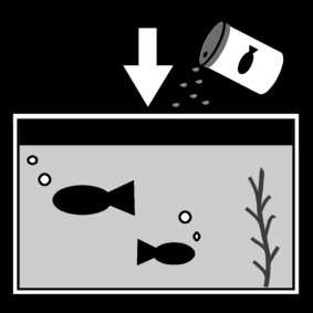 feed the fish